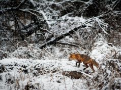 Olta Kamışı, Kurşunu ve Şamandıra: Başarılı Balıkçılığın Üç Temel Unsuru avsepeti2