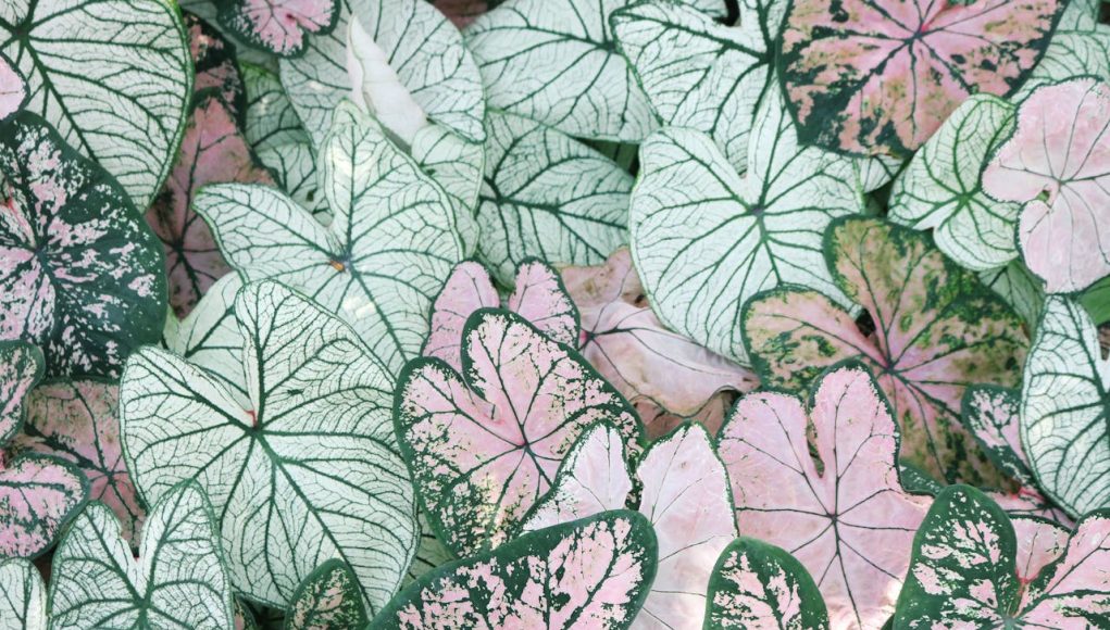 ervabotanik4 ervabotanik4